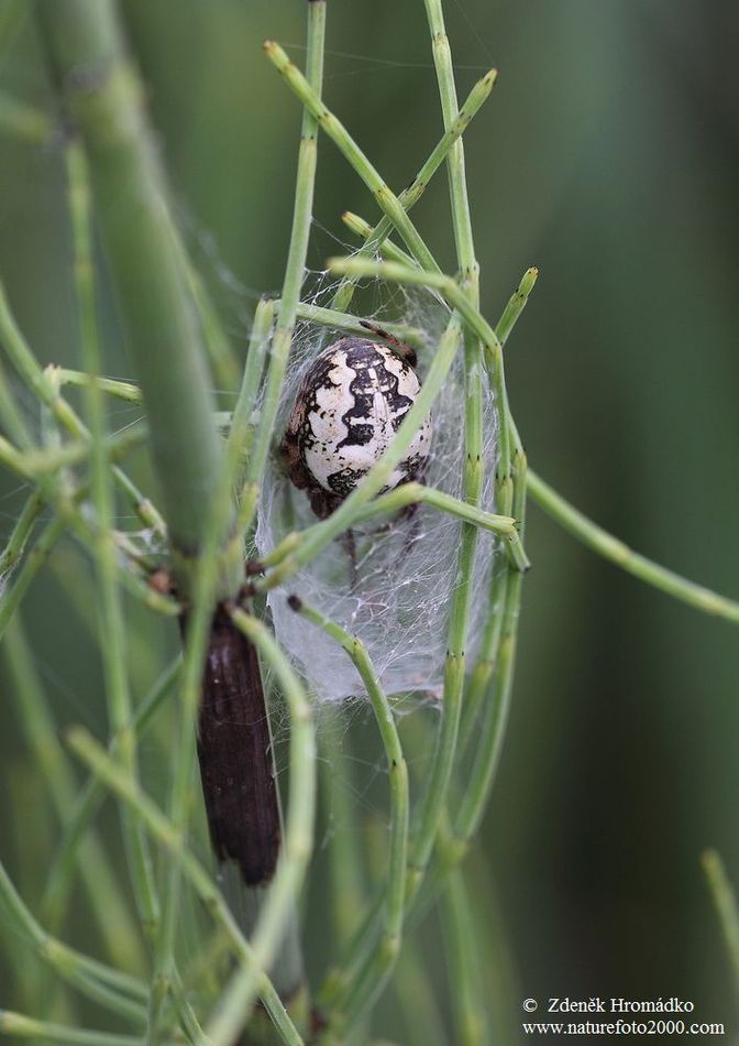 křižák rákosní, Larinioides cornutus (Pavouci, Arachnida)